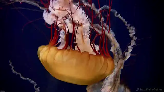 streamy test12 online show from 12.27.24