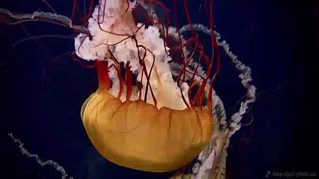 streamy test12 online show from 01.28.25