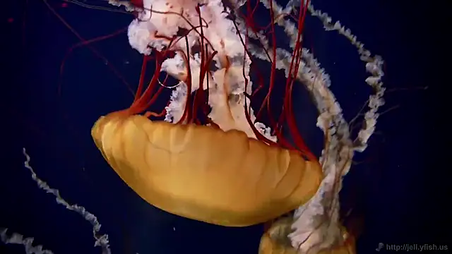 streamy test12 online show from 03.04.25