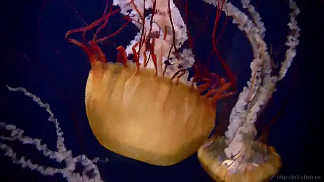 streamy test12 online show from 03.10.25