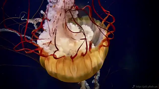 streamy test12 online show from 09.23.25