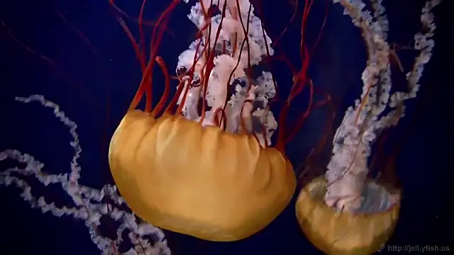 streamy test12 online show from 09.25.25