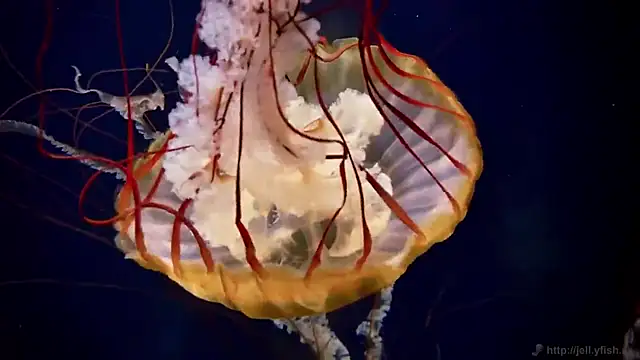 streamy test12 online show from 12.04.25