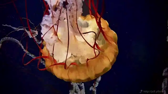 streamy test13 online show from 12.05.24