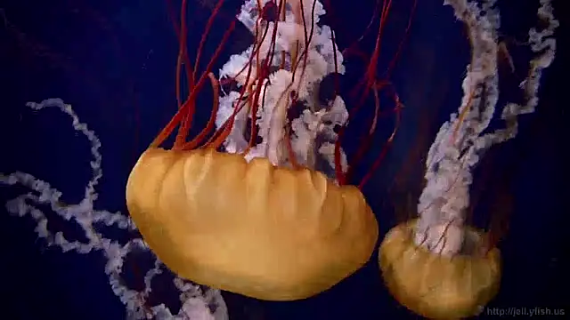 streamy test13 online show from 12.09.24