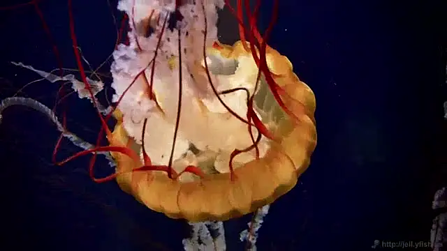 streamy test13 online show from 12.10.24