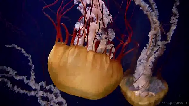 streamy test13 online show from 12.13.24