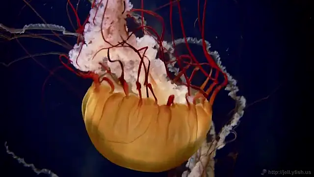 streamy test13 online show from 02.03.25