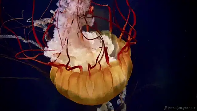 Snapshot of streamy_test15 chatting on 12.03.24 streamy test15 online show from 12.03.24