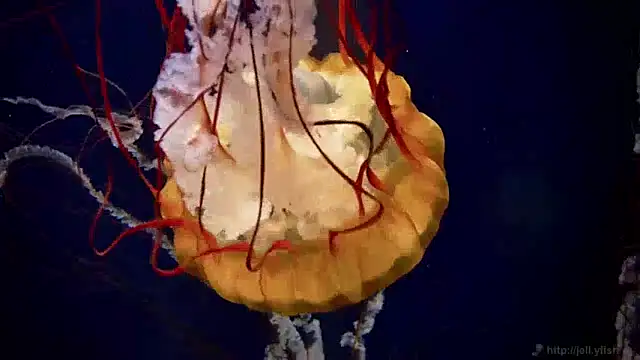 Snapshot of streamy_test15 chatting on 12.04.24 streamy test15 online show from 12.04.24