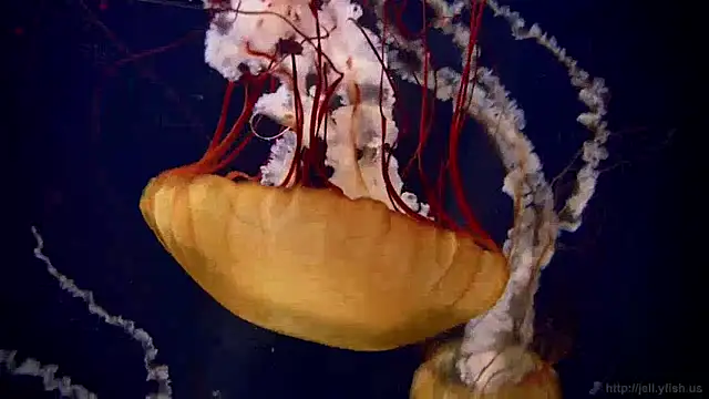 Snapshot of streamy_test15 chatting on 12.05.24 streamy test15 online show from 12.05.24