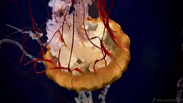 Snapshot of streamy_test15 chatting on 12.09.24 streamy test15 online show from 12.09.24