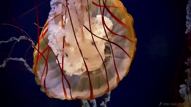 Snapshot of streamy_test15 chatting on 12.10.24 streamy test15 online show from 12.10.24