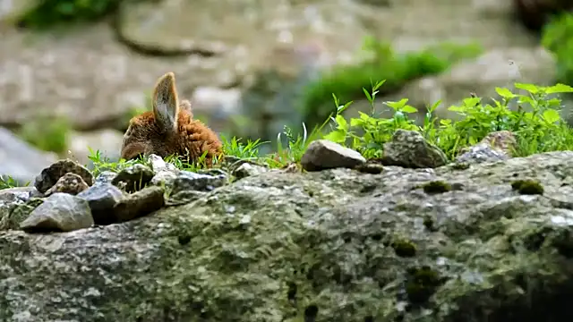 Snapshot of streamy_test15 chatting on 12.16.24 streamy test15 online show from 12.16.24