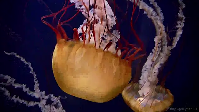 Snapshot of streamy_test15 chatting on 12.19.24 streamy test15 online show from 12.19.24