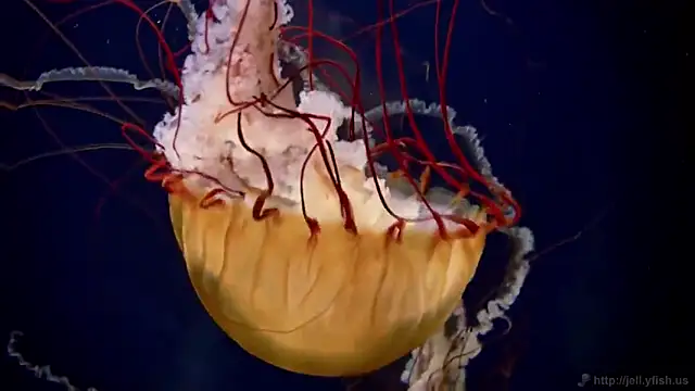 Snapshot of streamy_test15 chatting on 02.17.25 streamy test15 online show from 02.17.25