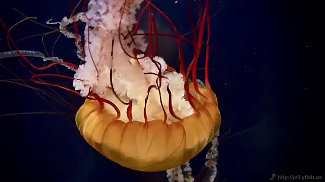 Snapshot of streamy_test15 chatting on 02.20.25 streamy test15 online show from 02.20.25