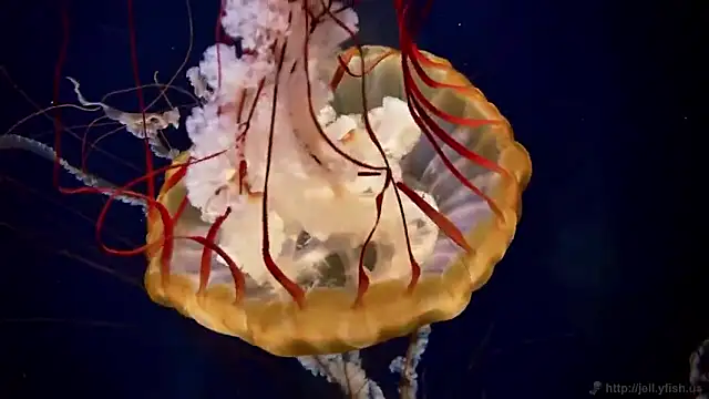 Snapshot of streamy_test15 chatting on 09.18.25 streamy test15 online show from 09.18.25