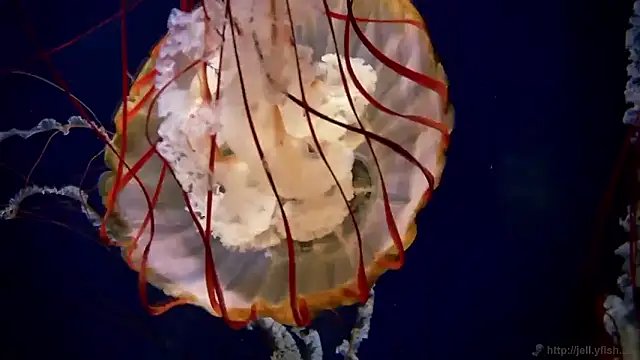 streamy test15 online show from 12.19.25