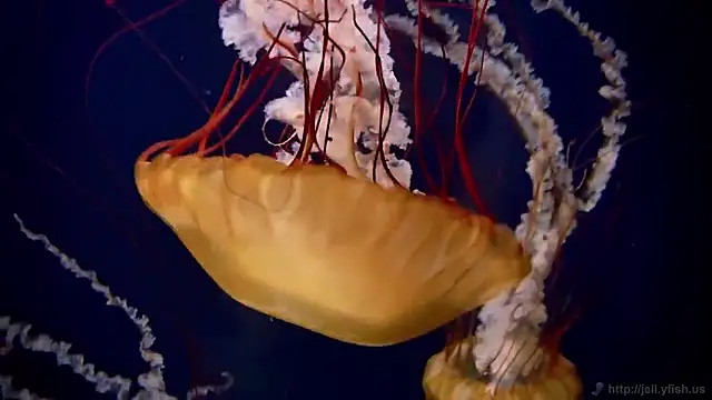 streamy test15 online show from 02.02.26