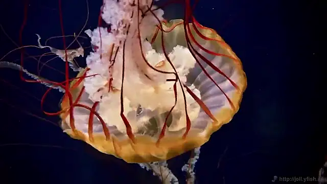 streamy test15 online show from 02.05.26