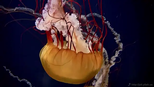 streamy test15 online show from 03.12.26