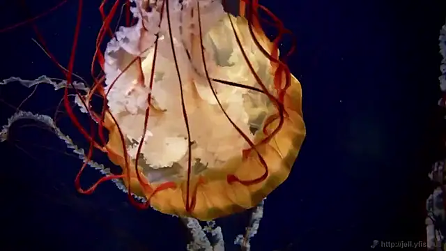 streamy test15 online show from 03.16.26