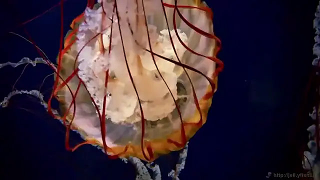 streamy test15 online show from 03.27.26