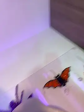 Snapshot of mikuru_hara chatting on 10.05.25 mikuru hara online show from 10.05.25