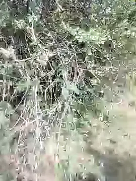 88karan88 online show from 02.28.25