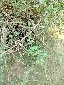 88karan88 online show from 03.01.25