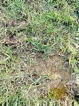 88karan88 online show from 03.03.25