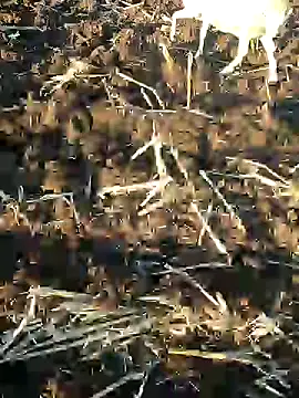 Snapshot of murokkk31 chatting on 01.09.25 murokkk31 online show from 01.09.25