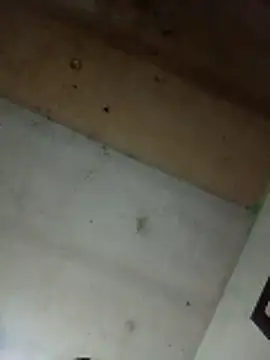 Alonsomadeira online show from 04.10.26