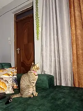 C-yoyo online show from 12.14.25