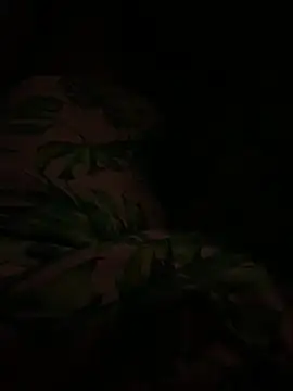 smithrosinha online show from 02.11.25