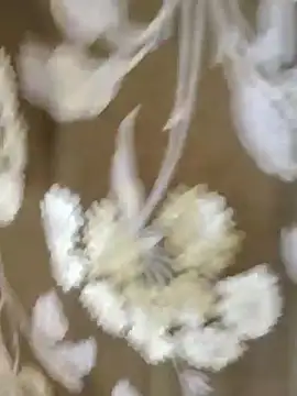 Snapshot of Raat_ki_rani_ chatting on 01.04.25 Raat ki rani online show from 01.04.25