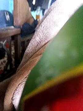 Snapshot of AssamSilchar93 chatting on 12.18.24 AssamSilchar93 online show from 12.18.24