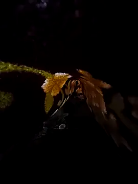 Snapshot of SageElement2 chatting on 03.14.25 SageElement2 online show from 03.14.25