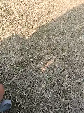 Snapshot of Gururonny07 chatting on 01.16.25 Gururonny07 online show from 01.16.25