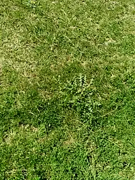 Snapshot of Gururonny07 chatting on 03.05.25 Gururonny07 online show from 03.05.25