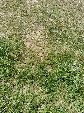 Snapshot of Gururonny07 chatting on 03.06.25 Gururonny07 online show from 03.06.25