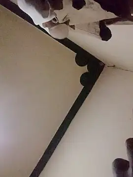 Danny lady online show from 12.16.25