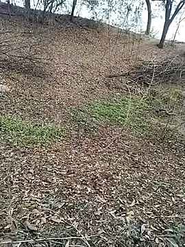 jellydicks online show from 02.28.26