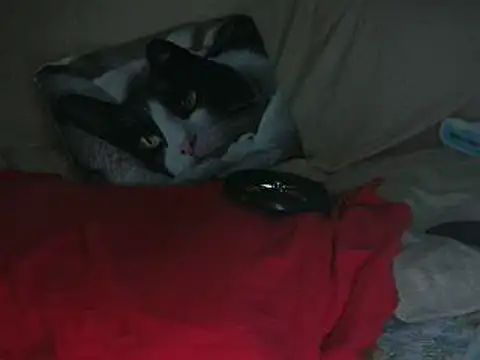 Snapshot of VeneRed chatting on 10.14.25 VeneRed online show from 10.14.25