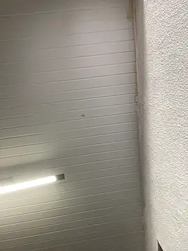 Snapshot of luara1988 chatting on 10.23.25 luara1988 online show from 10.23.25