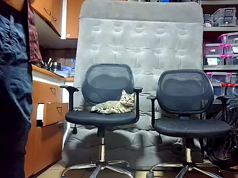 Snapshot of GaseMabe chatting on 12.02.24 GaseMabe online show from 12.02.24