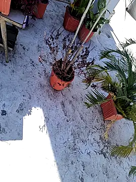 dreamers dick online show from 01.03.25