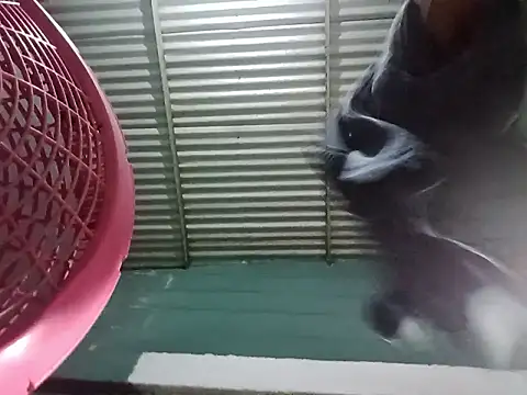 Snapshot of Rpra chatting on 03.10.25 Rpra online show from 03.10.25