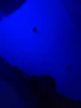 Raziv komal143 online show from 02.25.25